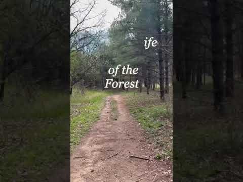 Wild Forest Bathing 2025   SD 480p
