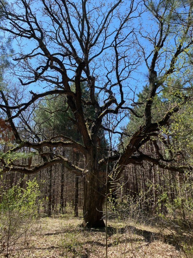 Grandmotherfather Oak and the Healing Power of Nature
